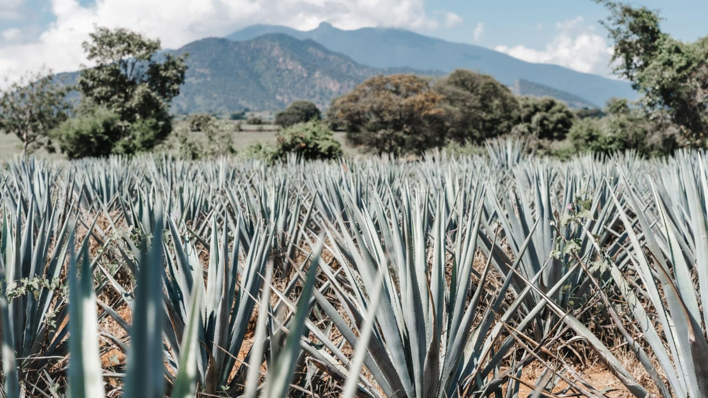Agave plants field - source of saponins for Gear Hugger eco-friendly natural cleaners