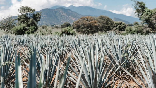 How Agave Plants Naturally Clean